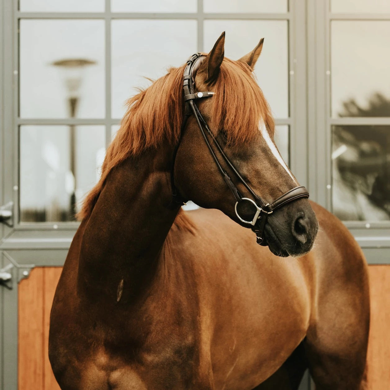Trense Spirit