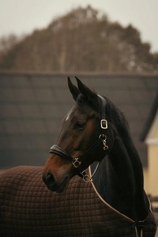 Finesse Lederhalfter